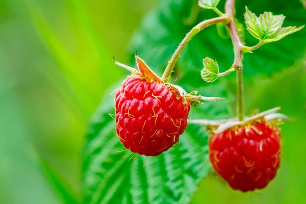 Ahududu yaprağı yeşil zemin üzerine çifti. Makro fotoğraf