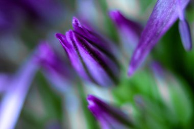 Soğan çiçekleri. Dekoratif yay süper makro fotoğrafçılığının mor çiçek tomurcukları