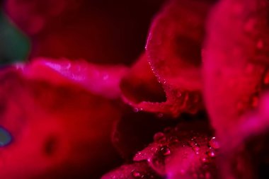 Macro, kırmızı yaprağın üzerine çoklu su damlalarını yakın çekim yap. Bir çiçeğe çiy damlası düşer. Çiçek, tazelik. Yumuşak odaklanma. Bokeh etkisi