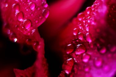 Macro, kırmızı yaprağın üzerine çoklu su damlalarını yakın çekim yap. Bir çiçeğe çiy damlası düşer. Çiçek, tazelik. Yumuşak odaklanma. Bokeh etkisi