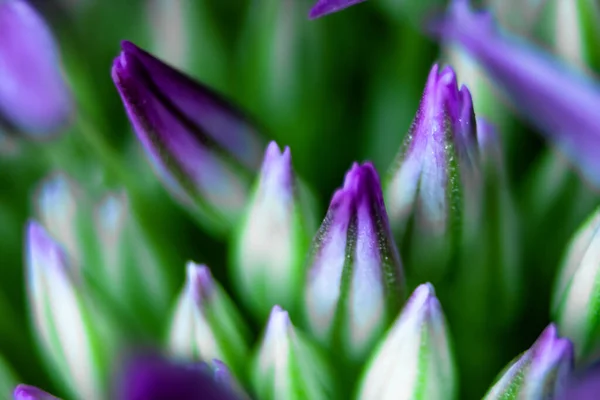 Onion flowers. Purple flower buds of a decorative bow super macro photography
