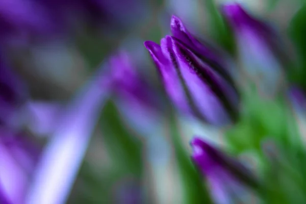 Zwiebelblumen Lila Blütenknospen Einer Dekorativen Schleife Super Makro Fotografie — Stockfoto
