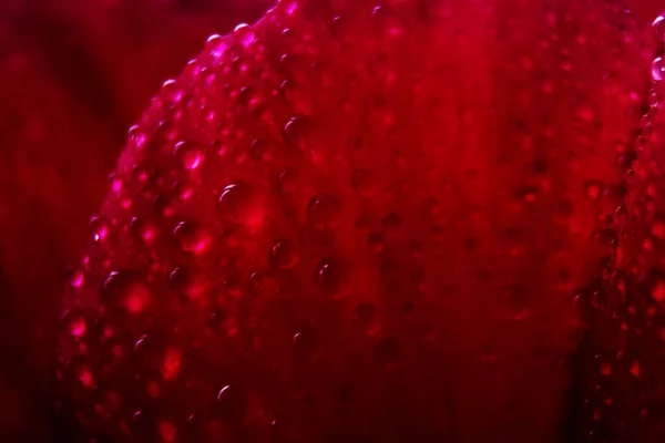 Makro Nahaufnahme Vieler Wassertropfen Auf Rotem Blütenblatt Tautropfen Auf Einer — Stockfoto