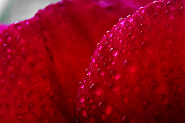 Macro Close up Shot of Many Water Drops on red petal . Dew drops on a flower. Flower, freshness. Soft focus . Bokeh effect