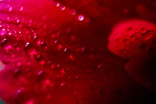 Makro Nahaufnahme Vieler Wassertropfen Auf Rotem Blütenblatt Tautropfen Auf Einer — Stockfoto