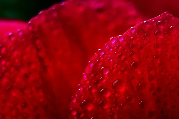 红花瓣上的许多水滴的宏观特写 露珠落在花朵上 集中精神Bokeh效应 — 图库照片