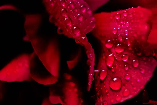 Macro Close Shot Many Water Drops Red Petal Dew Drops — Stock Photo, Image
