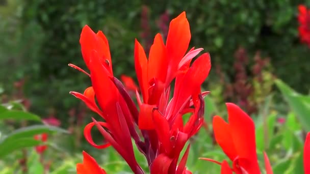 Rote Blumen Und Blauer Himmel — Stockvideo