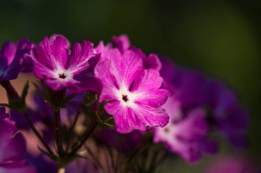 Menekşe çiçek yeşil arka planda 2018 yakın çekim