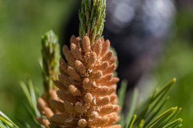 Çam böbrek. Böbrek iğne yapraklı ağaç kapatın. 2018