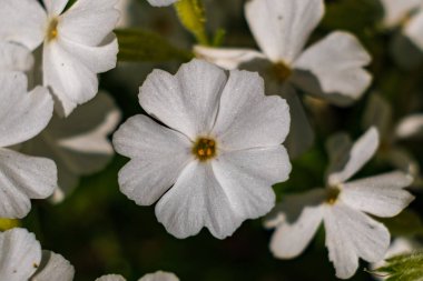 Beyaz yaz çiçek yakın çekim yeşil arka plan 2018
