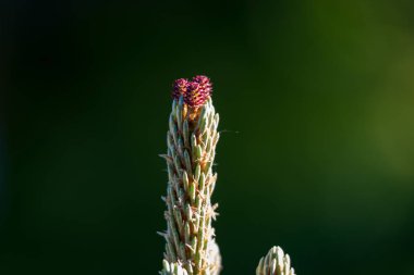 Çam böbrek. Böbrek iğne yapraklı ağaç kapatın. 2018