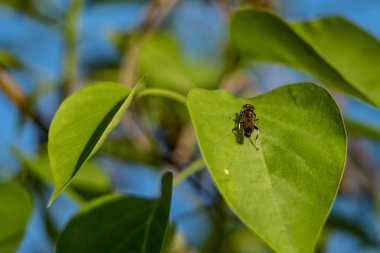 Gökyüzü 2018 karşı yeşil bir yaprak üzerinde oturan bir sinek