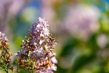 Uçan veya ışığın içinde oturan arı 2018 kadar kapatın