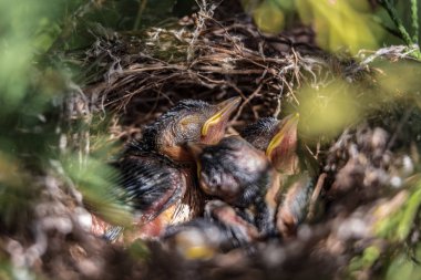 2018 yılına kadar civciv yuvayı aç kapat