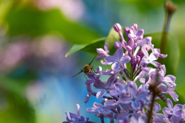 Uçan veya ışığın içinde oturan arı 2018 kadar kapatın