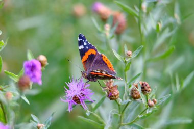 Büyük renkli kelebek closeup çim zemin 2018