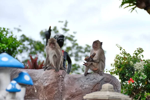 Macacos Selvagens Tailândia Ilha Phi Phi 2018 — Fotografia de Stock