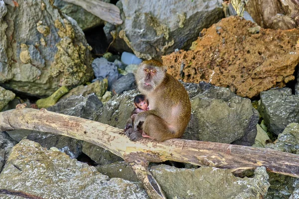 Singes Sauvages Thaïlande Sur Île Phi Phi 2018 — Photo