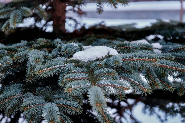 Branches Épinette Bleue Hiver Par Une Journée Nuageuse 2019 — Photo