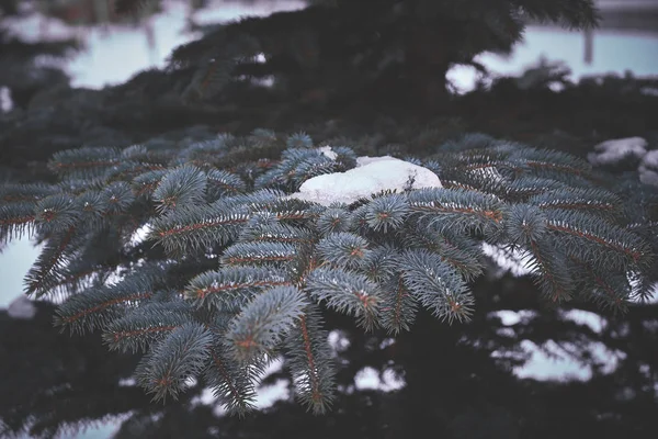 Branches Épinette Bleue Hiver Par Une Journée Nuageuse 2019 — Photo