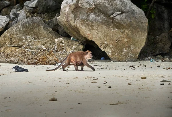 Singes Sauvages Thaïlande Sur Île Phi Phi 2018 — Photo