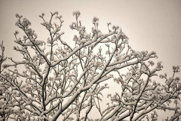 Rami nella neve contro il cielo a febbraio — Foto Stock
