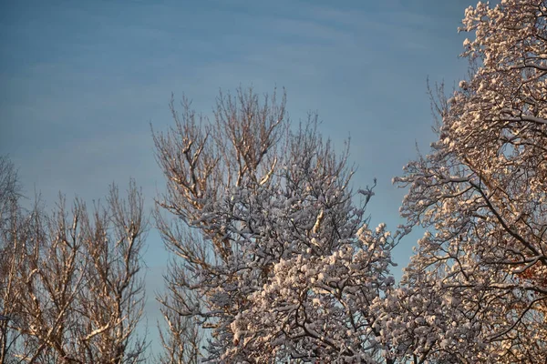 Branches dans la neige contre le ciel en février — Photo