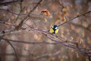 Moskova 2019 yılında bahar ormandaki dallar baştankara