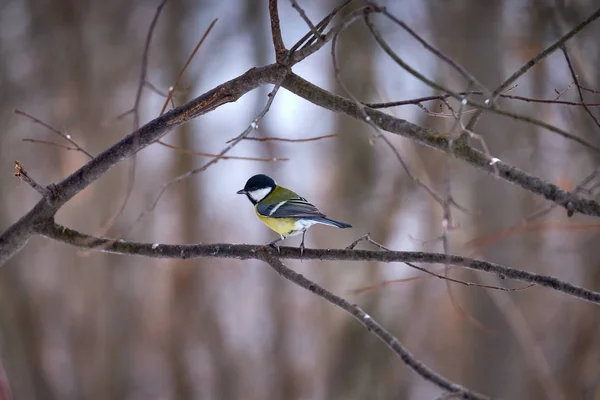 Tit Sur Les Branches Dans Forêt Printemps Moscou 2019 — Photo