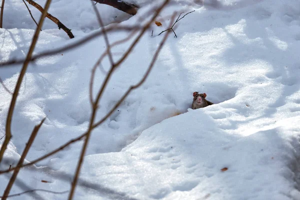 Rat Looking Out Snow 2019 — Stock Photo, Image