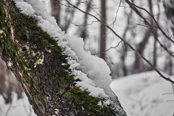 Tree trunk in the moss and snow in the forest — Stock Photo, Image