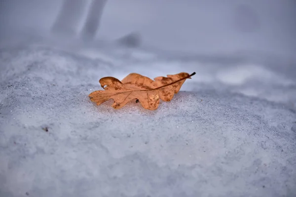 Foglia di quercia da vicino sulla neve nella foresta — Foto Stock