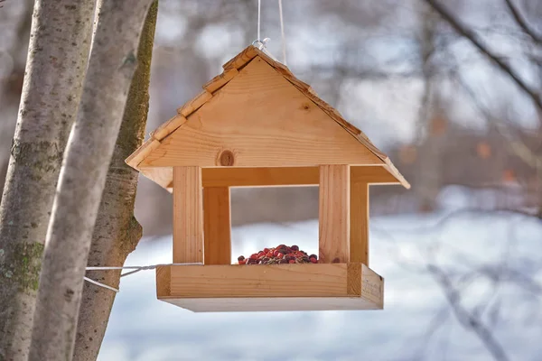 Mangeoire pour les oiseaux d'un arbre dans la forêt d'hiver — Photo