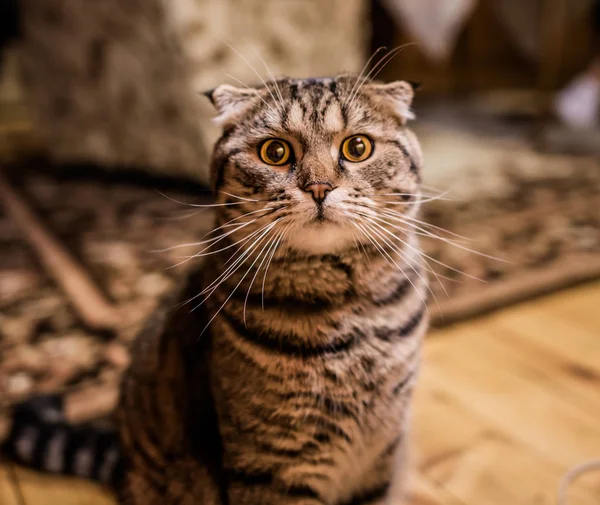 Velká Kočka Představuje Pro Fotoaparát Domácí 2019 Stock Snímky