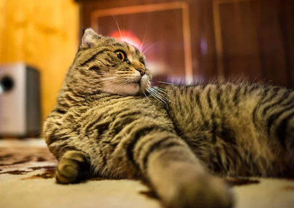 Velká Kočka Představuje Pro Fotoaparát Domácí 2019 Royalty Free Stock Obrázky