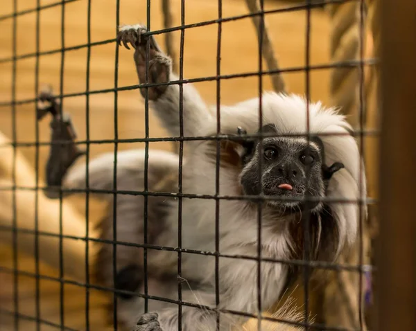 Trafic de singes sauvages dans le monde de la lutte — Photo