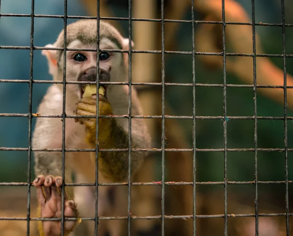 Pašování divokých opic ve světě zápasu Stock Fotografie