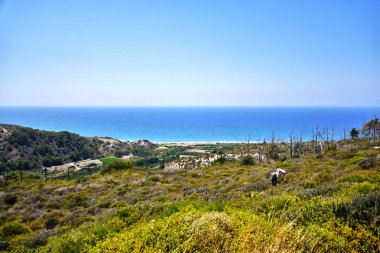 Denizin arka planında yabani çiçeklerden oluşan bir tarla