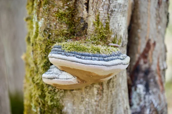 Champignon des arbres envahi par la mousse sur un arbre — Photo