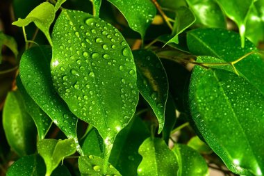 Su damlaları yeşil taze ağaç yaprakları
