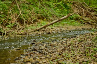 Ormanda bulutlu havalarda akarsu