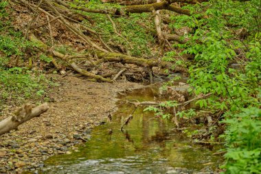 Ormanda bulutlu havalarda akarsu