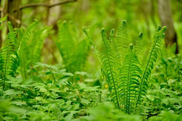 Giovane felce nella foresta primaverile nel pomeriggio — Foto Stock