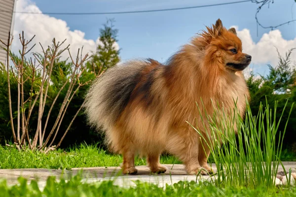 Spitz pies rasy przeciwko niebo i Natura — Zdjęcie stockowe