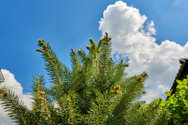Öğleden sonra mavi gökyüzüne karşı ladin dalları