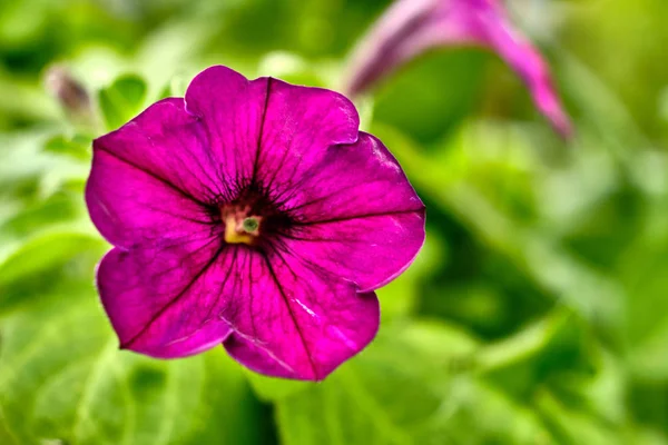 Flor do jardim cor vermelha fechar no verão — Fotografia de Stock