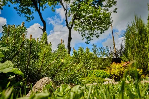 Smrkové větve na modrém nebi odpoledne — Stock fotografie