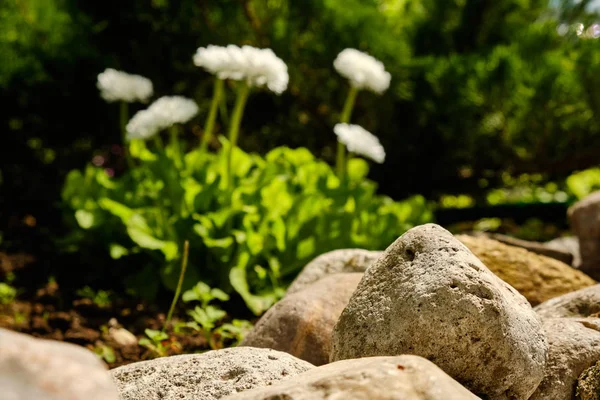 Piedras en el jardín sobre un fondo de flores en el verano —  Fotos de Stock