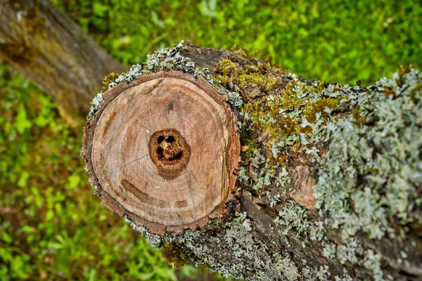 Πριόνι κομμένο ξύλο κοντά στο εξοχικό σπίτι — Φωτογραφία Αρχείου